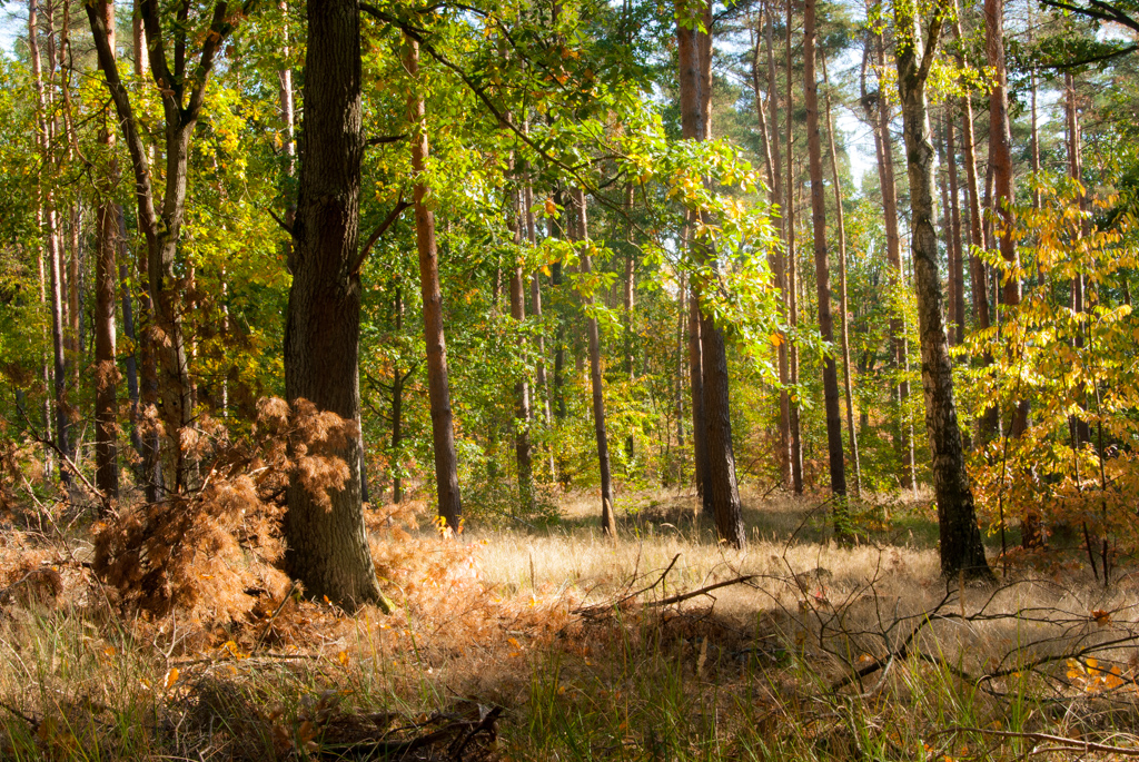 "Grunewald tijdens de herfst"